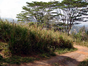 Kandy land for sale
