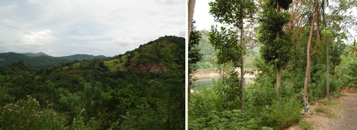 Kandy Region Land for Sale